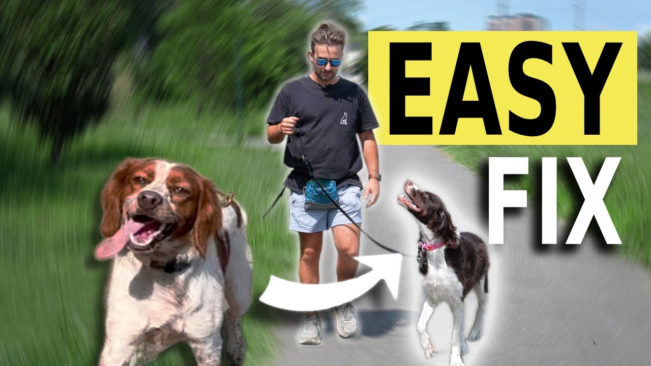 Собака не обращает внимания! ЛЕГКО РЕШИТЬ!