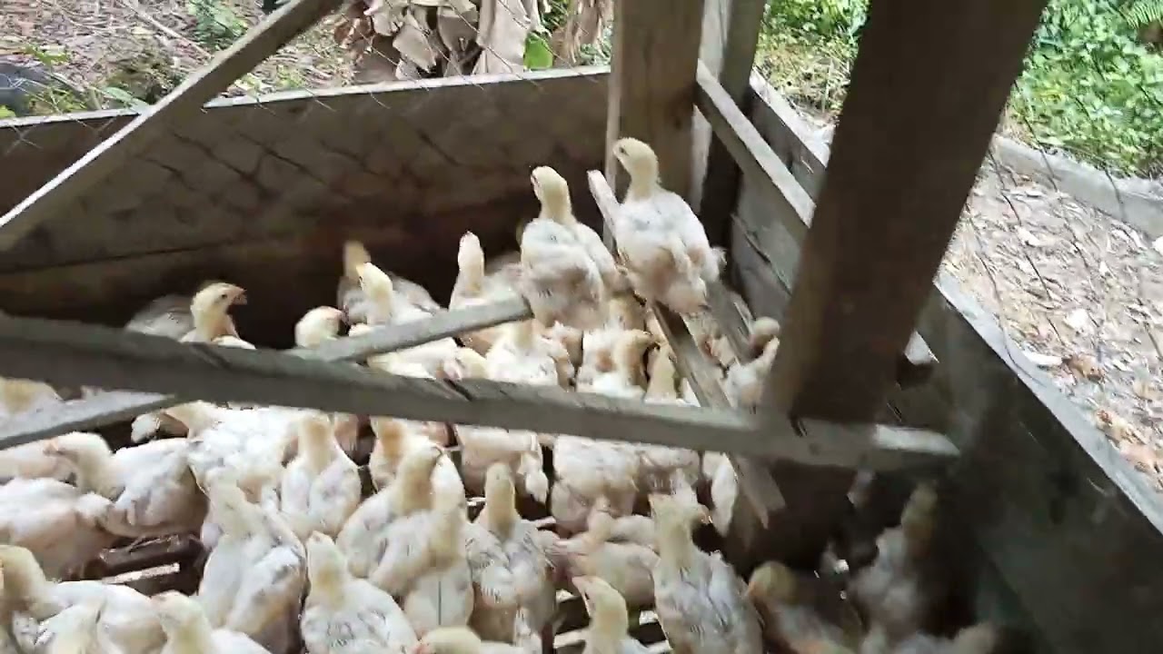 Bibit cp707* umur 17 hari bobot 5on masi