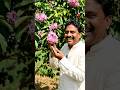Khet Mein Khila Ped Aur Phoolon Ki Meethi Khushbu 🌸