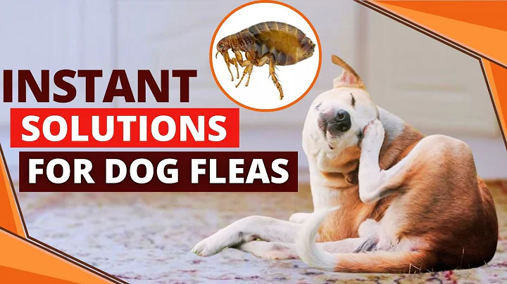 How to Get Rid of Dog Fleas Fast (Quick & Easy Natural Remedies)