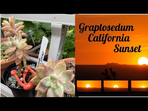 Vídeo: Graptosedum ‘California Sunset’ – O que é uma planta do pôr do sol na Califórnia