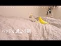 セキセイインコとオカメインコ 朝の放鳥|Cockatiel Budgie