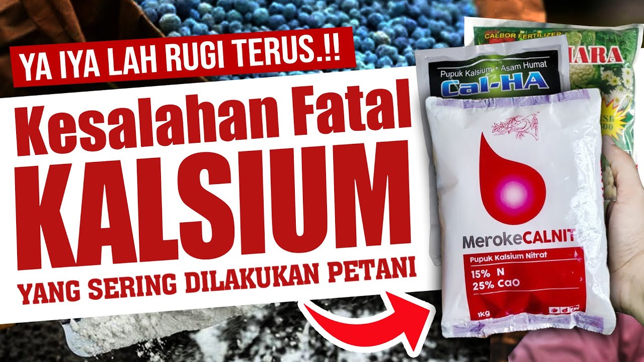 YA IYA LAH RUGI TERUS.❗❗❗ KESALAHAN FATAL KALSIUM YANG SERING DILAKUKAN PETANI