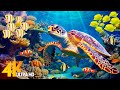 Under red sea 4k  beautiful coral reef fish in aquarium sea animals for relaxation  4k 47