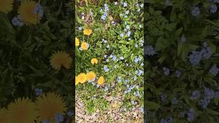 Weeds or wild flowers
