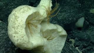 ROV Hercules Dive NA134 H1889 7 of 17 2021 11 23 19 24 48 596 UTC 82