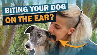 5 Common Dog Myths | Talkin' Dogs | CKC by Continental Kennel Club, Inc. 318 views 5 months ago 6 minutes, 21 seconds