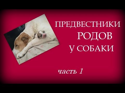 Видео: Ранние схватки у собак при родах - Ранние схватки при родах у собак