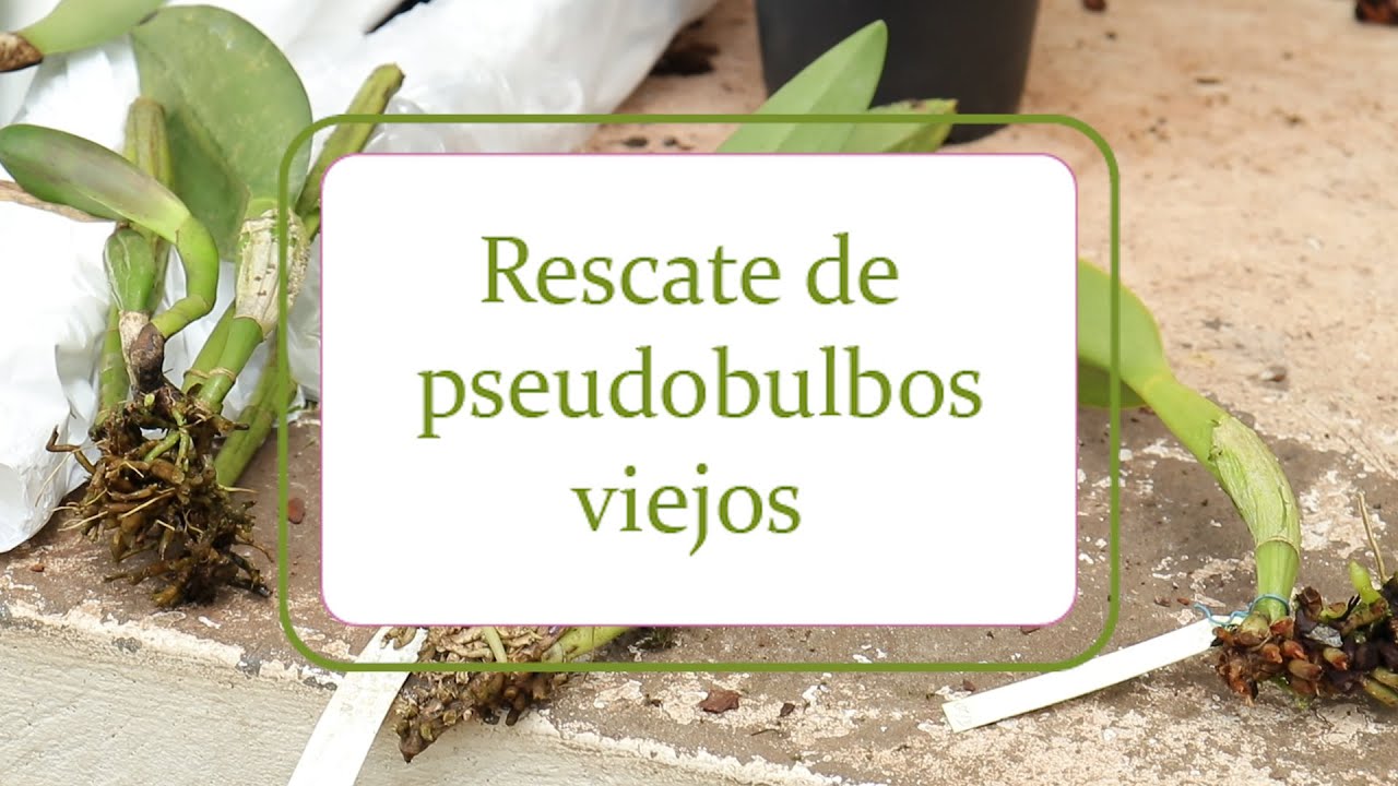 Rescate de pseudobulbos en orquídeas | Alma del Bosque