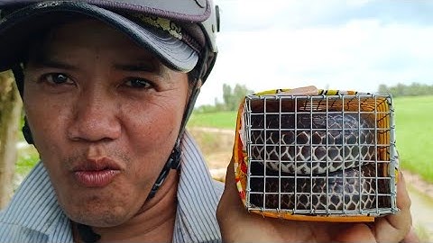 Quá Bất Ngờ Con Rắn To Cở Này Chui Vào Cái Bẫy Rắn Nhỏ Xíu/Bình Trần ST.