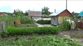видео Как ухаживать за арбузом - выращивание в теплице и открытом грунте.