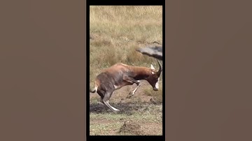 Brave African Hunter Shoots Giant Antelope with Arrow,Real Tribal Hunting, #shorts #viralvideo