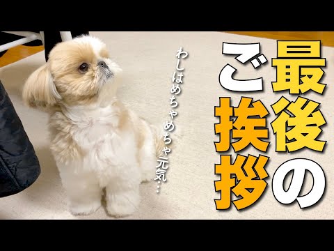 【シーズー】コロナ療養中の飼い主をよそにますますパワーアップするうちの愛犬。【220】