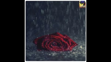 Sad urdu poetry / WhatsApp status / Sahibzada Waqar Poetry / Broken Writes status..