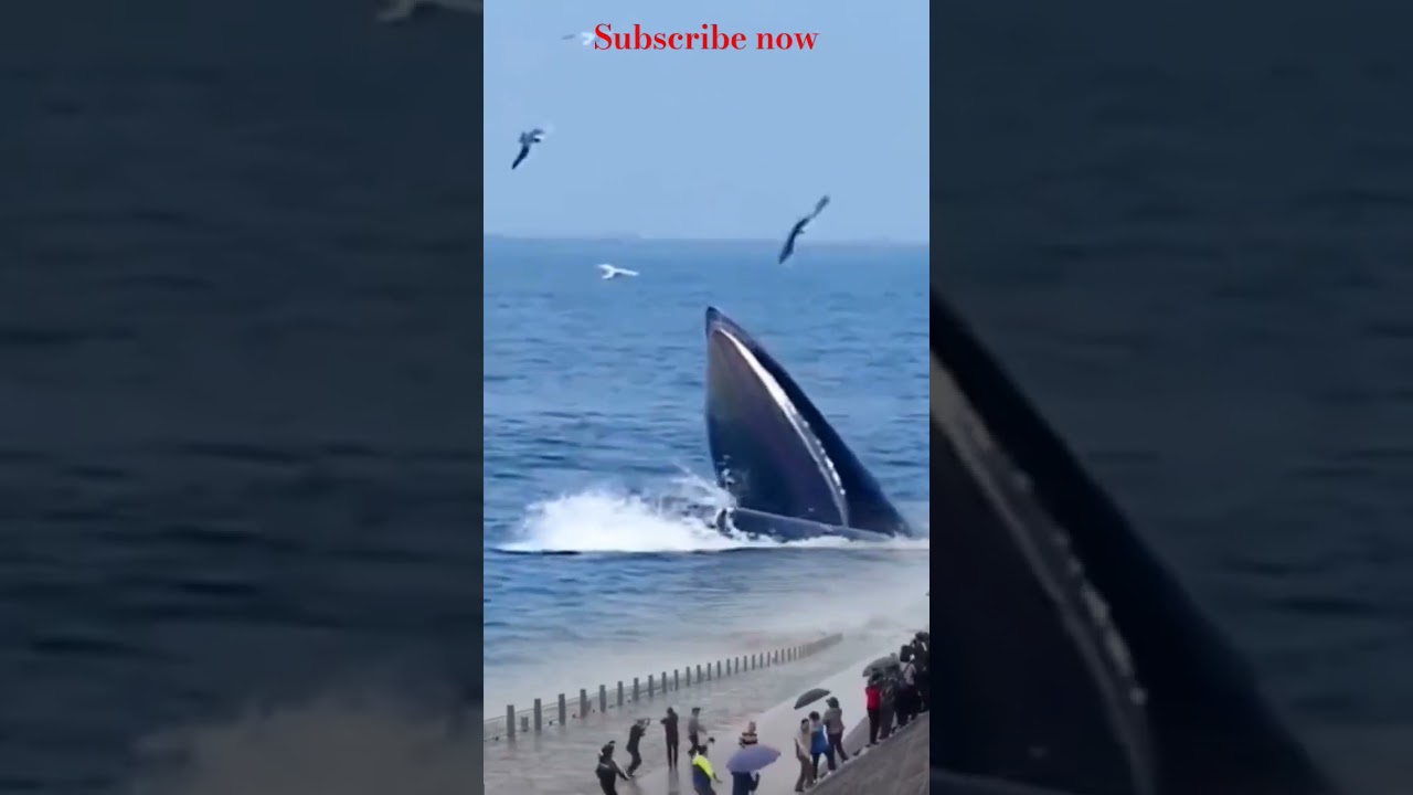 Paus biru bungkuk naik ke permukaan 