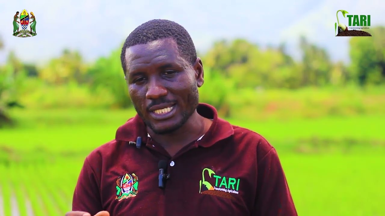 Hatua kwa hatua uandaaji wa kitalu mkeka cha Mpunga