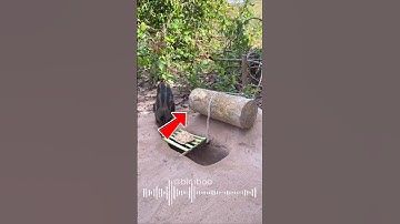 OMG! Amazing Pig Trap That Actually Works!#pigtrap #shorts #shortvideo #bimbooday