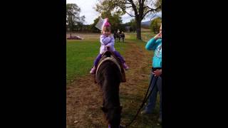 Jumbos pumpkin patch