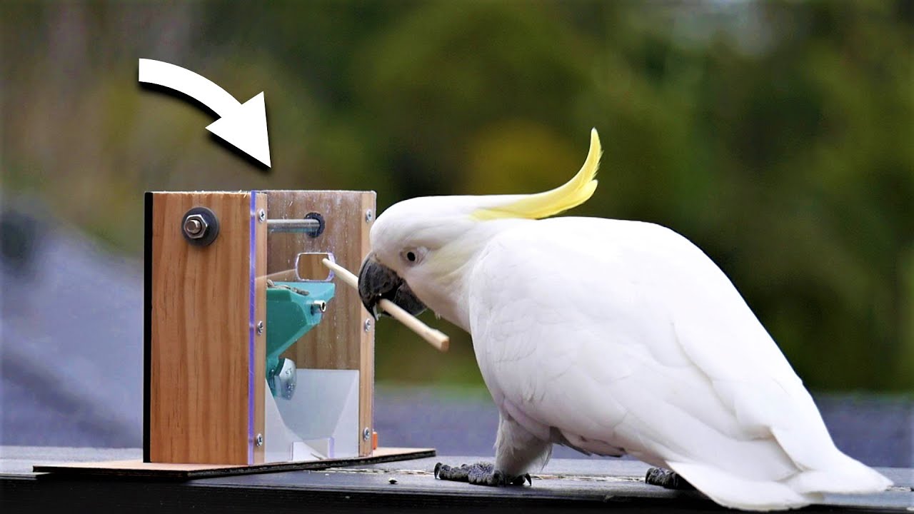 Can WILD Cockatoos use TOOLS? YouTube