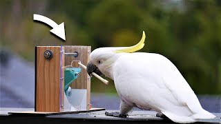 Can WILD Cockatoos use TOOLS? by Maker's Muse 280,431 views 1 year ago 14 minutes, 51 seconds