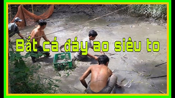 bắt cá to khủng đáy ao chuẩn bị sang lắp bùn | vùng quê MINH CÔNG