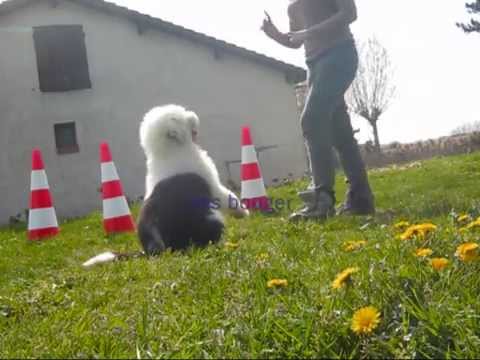 Bobtail 4 mois