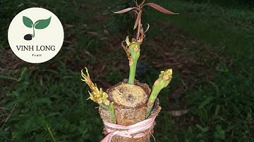 Cách cấy ba cành vào một gốc cây xoài