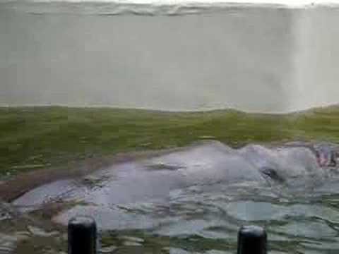 swimming hippo