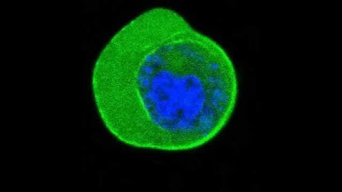 Cell nucleus indentation with SENSOCELL optical tweezers