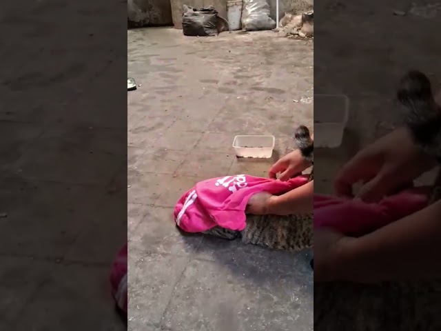 ga mau pake baju #shortvideo #shortsfeed #shorts #short #kucing #meme #kucinglucu #shortsviral #cat class=