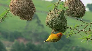 15 Most Amazing Nests In The Animal World #wildlife #AnimalNests #shorts