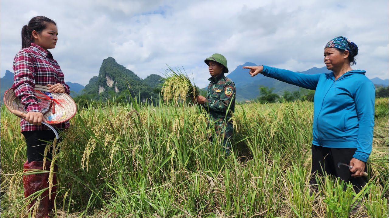 Husband Harvests Rice: Mother-in-law Acts Cruelly, Tieu Ha Faces a Cruel Conspiracy