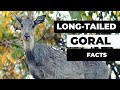 long-tailed goral facts 🦌 Amur goral 🦌 found in the mountains of eastern and northern Asia