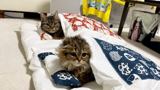 先住猫と新入り子猫に新しい布団をプレゼントしたら気持ち良すぎてこうなりましたw