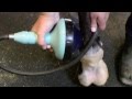 Halton equine veterinary service  educational minute  extracorporeal shockwave therapy