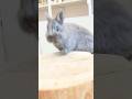 マイペースなネザーちゃんの舌ペロ🐰👅