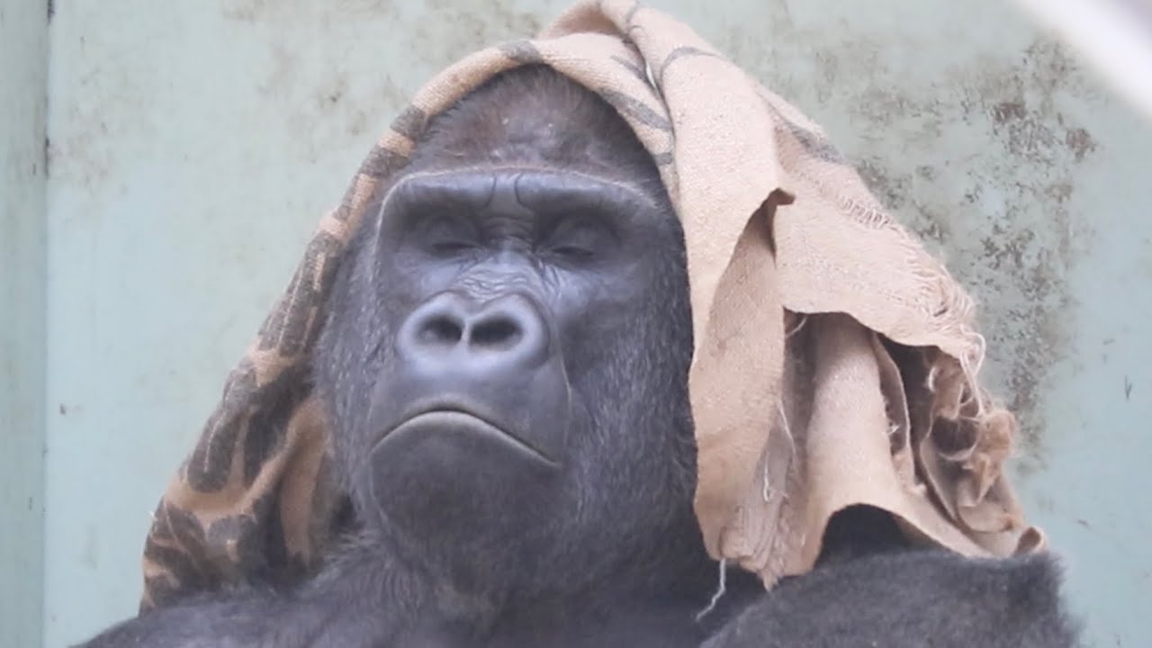 おしゃれ番長モモタロウ 麻袋が最も似合う男 ゴリラgorilla 京都市動物園 Fashionable Momotaro A Male Who Wears A Hemp Bag Coolly Youtube
