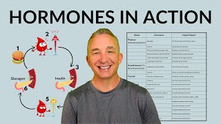 Endocrine System and Negative Feedback Loop: How Hormones Control the Body