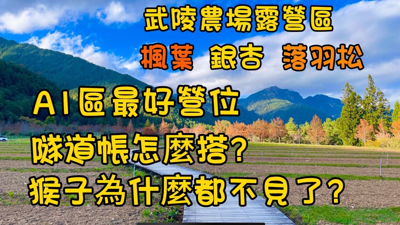 第49露 武陵農場A1區/ A1區營位建議/隧道帳怎麼搭/猴子突然不見了？ /空拍/113.12.6～12/8/楓葉.落羽松.銀杏繽紛綻放/合歡山雲海
