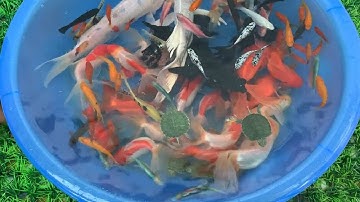 Lenka LyLy - Rùa con, Cá vàng bơi, Các loại cá đẹp, Nhạc thiếu nhi remix