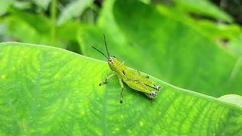 Grasshopper Jumping || Slow motion