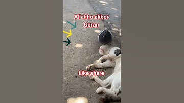 #القران_الكريم #تلاوه_خاشعه #قال رب انیی ظلمت نفسی #duet #الشيخ محمود الشحات #foryou