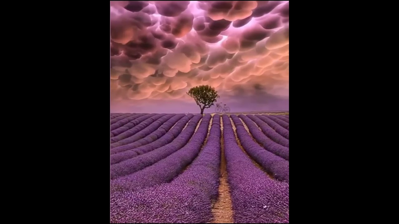 music relax gorgeous lavender sunset