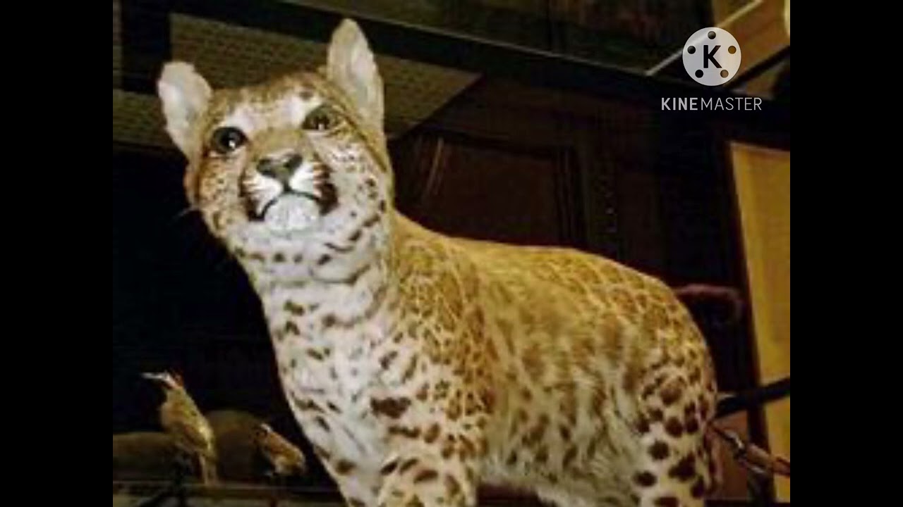 Puma Leopard Sound Effects 🐆 🔊 (For Steve Myers)