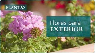 5 plantas de primavera con flor imprescindibles para tu terraza | Verdecora