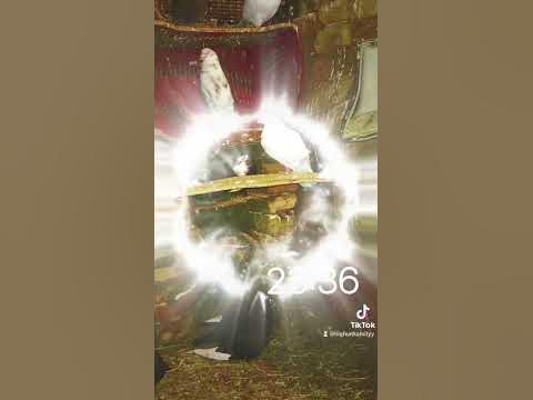 Пазарджишки гълъби С. Поибрене - YouTube