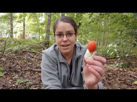 Video: How To Identify A Caesar Mushroom Or Amanita Caesarea