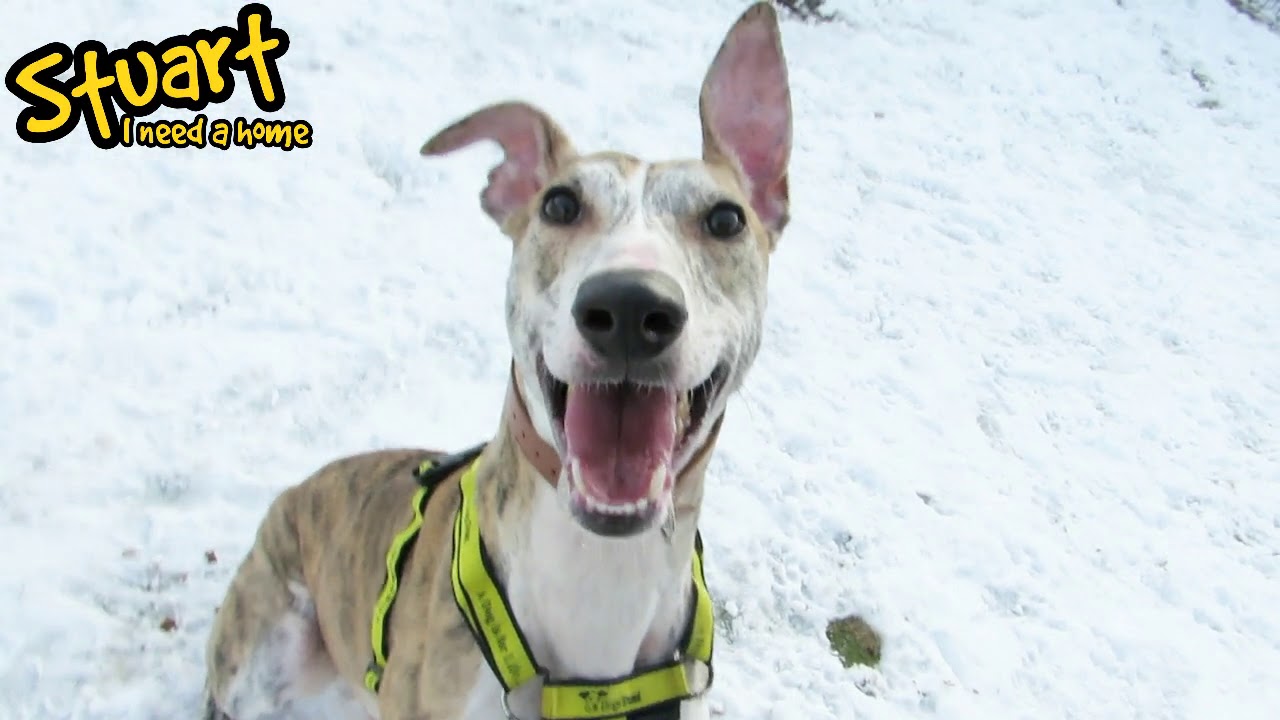 wales wisconsin Dogs Trust Manchester - Stuart