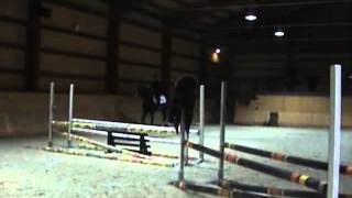 Stallion - Braccieno With Tany
