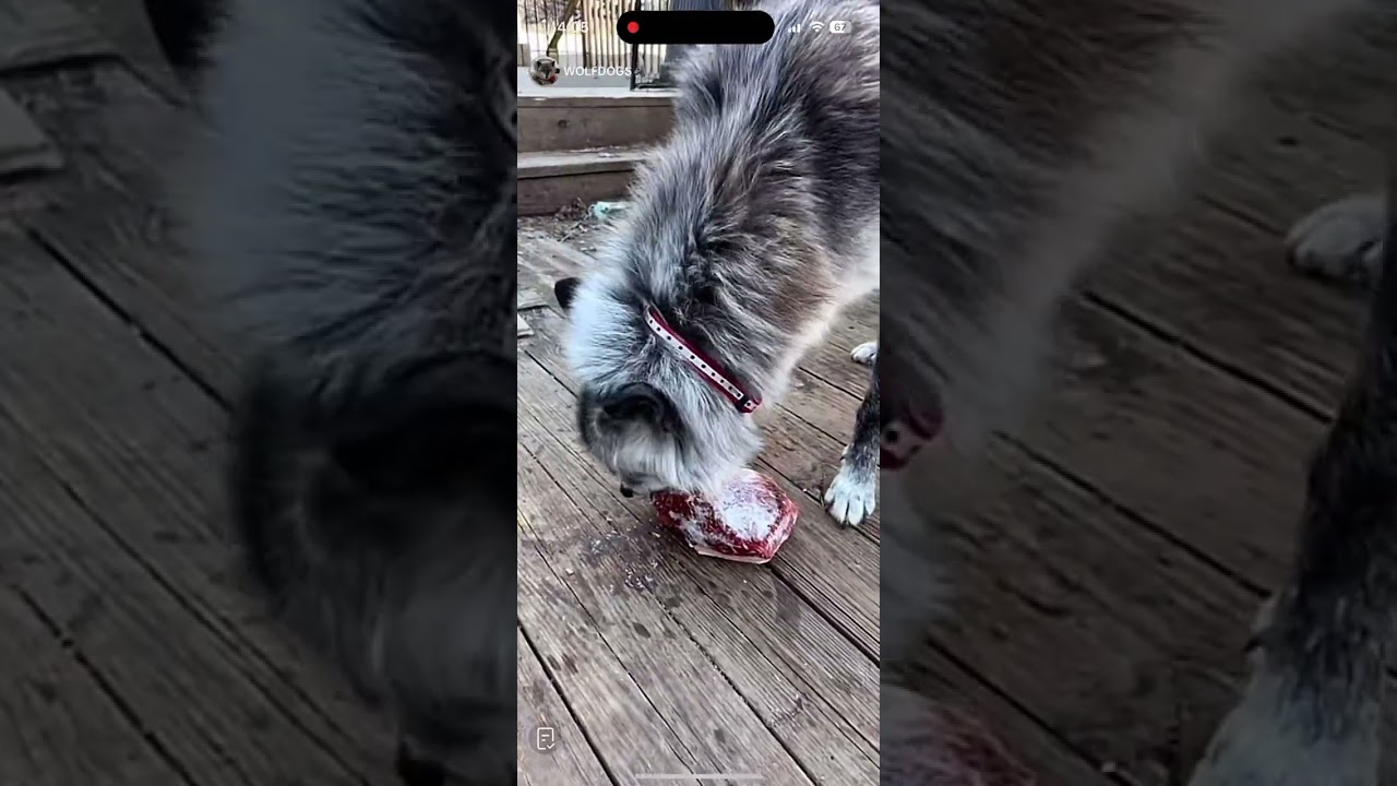 Training a wolf dog against resource guarding